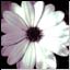 Blume